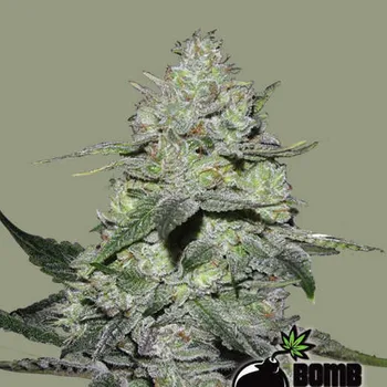 Semeno Bomb Seeds - Gorilla Bomb 10 ks