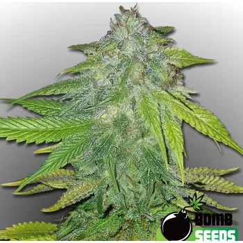 Semeno Bomb Seeds - Ghost Train Bomb 10 ks