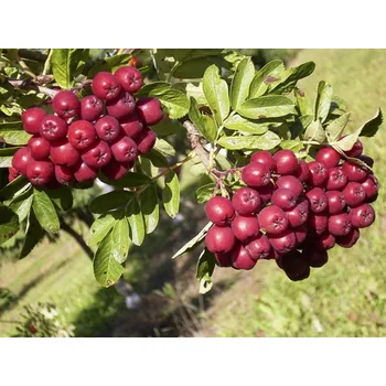 Sazenice Jeřáb 'Titan' Balení: prostokořenný stromek, Podnož: sorbus