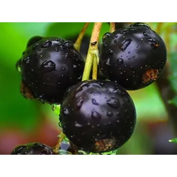 Sazenice Rybíz 'Tisel' Balení: prostokořenný keř