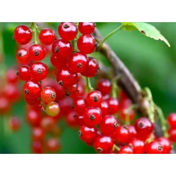 Sazenice Rybíz 'Detvan' Balení: prostokořenný keř