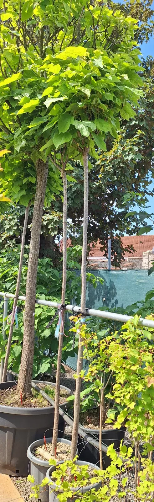 Catalpa bungei - katalpa trubačovitá, kontejner, obv. km. 8-10cm