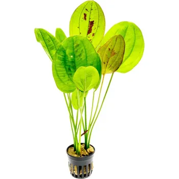 Sazenice Echinodorus Yellow Sun