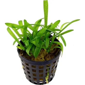 Akvarijní rostlina Rataj Sagittaria subulata