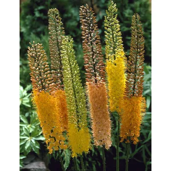 Semeno Mix liliochvostců 'Shelford hybrid' 5 ks