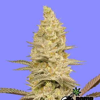 Semeno Bomb Seeds - Glookie Bomb 10 ks