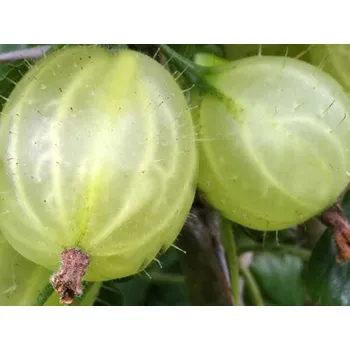 Sazenice Angrešt 'Tatjana' Balení: prostokořenný keř