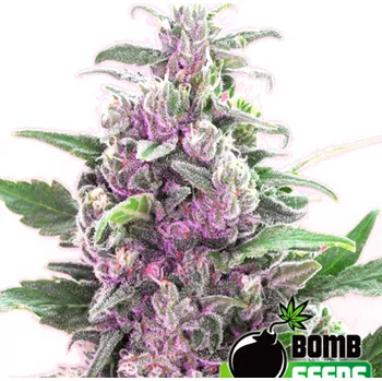 Semeno Bomb Seeds - THC Bomb Auto 5 ks