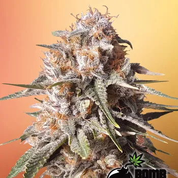 Semeno Bomb Seeds - Baked Bomb Auto 10 ks