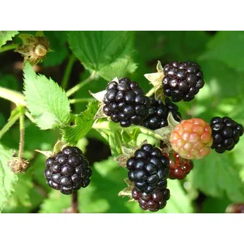 Sazenice Ostružiník 'Gazda' Balení: prostokořenná sazenice