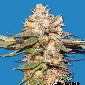 Semeno Bomb Seeds - Big Bomb Auto 5 ks