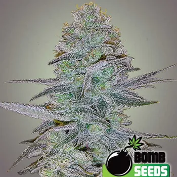 Semeno Bomb Seeds - Cosmic Bomb Auto 5 ks