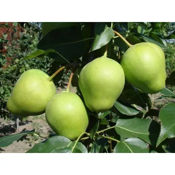 Sazenice Asijská hrušeň 'Early Shu' Balení: prostokořenný stromek, Podnož: kavkazská