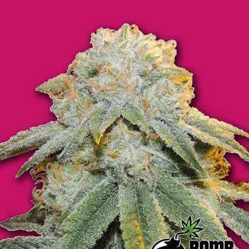 Semeno Bomb Seeds - Bubble Bomb 5 ks