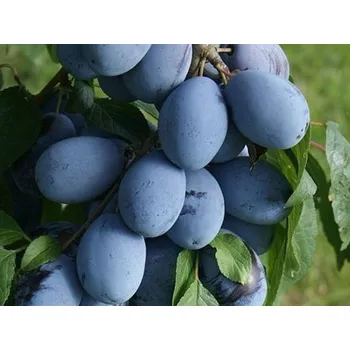 Sazenice Švestka 'Presenta' Balení: prostokořenný stromek, Podnož: St.Julien