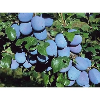 Sazenice Švestka 'Topfirst®' Balení: prostokořenný stromek, Podnož: St.Julien