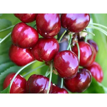 Sazenice Třešeň 'Sweet Early' Balení: prostokořenný stromek, Podnož: ptáčnice