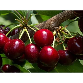 Sazenice Třešeň 'Sweet Aryane' Balení: prostokořenný stromek, Podnož: ptáčnice