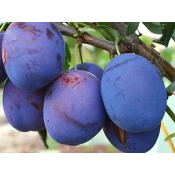 Sazenice Švestka 'Topstar Plus' Balení: prostokořenný stromek, Podnož: St.Julien