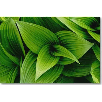 Obraz Obraz na plátně BOTANICKÝ VZOR ZELENÝCH LISTŮ 30 x 20 cm