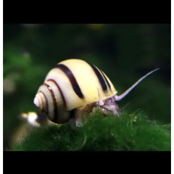 Mini ampulária spirálová 5 ks - Asolene spixi