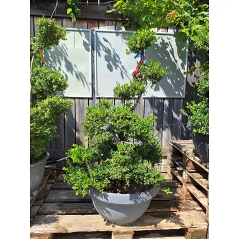 Sazenice Cesmína vroubkovaná, výška 60-80cm, miska 50l, tvarovaná