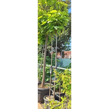 Zásuvkový kontejner Catalpa bungei - katalpa trubačovitá, kontejner, obv. km. 10-12cm, kontejner 35l