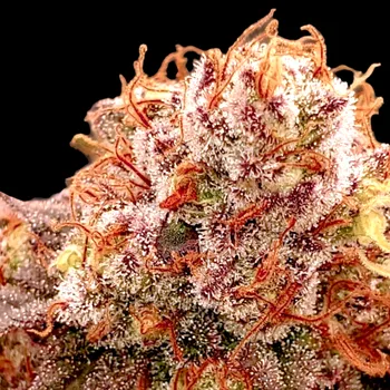 Semeno B-S-B Genetics - Banana Split Auto 5 ks