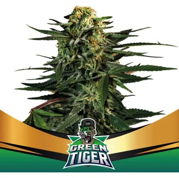 Semeno BSF Seeds - Green Tiger Fast Version 2 ks