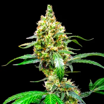 Semeno B-S-B Genetics - Mandarine Dream XL Auto 5 ks