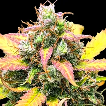 Semeno B-S-B Genetics - Strawberry Banana 1 ks
