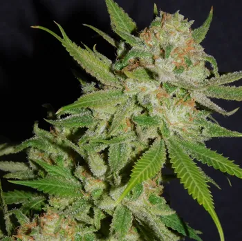 Semeno BSBs Cali Connection - Chemdawg #4 1 ks