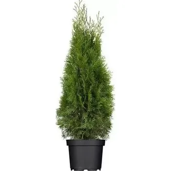Sazenice Túje západní 'SMARAGD' 40-60cm, kontejner