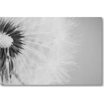 Obraz Obraz na plátně ČERNOBÍLÝ PAMPELIŠKA 40 x 30 cm