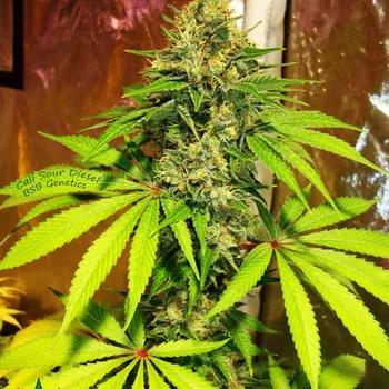 Semeno BSBs Cali Connection - Sour Diesel 1 ks