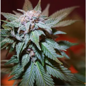 Semeno BSBs Cali Connection - Train Wreck 1 ks