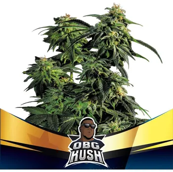 Semeno BSF Seeds - OBG Kush Fast Version 2 ks