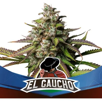 Semeno BSF Seeds - El Gaucho Fast Version 2 ks