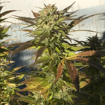 Semeno BSBs Cali Connection - Green Crack 5 ks