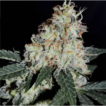 Semeno B-S-B Genetics - Stardawg 1 ks