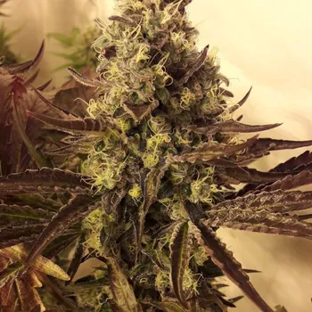 Semeno BSBs Cali Connection - Girl Scout Cookies 1 ks