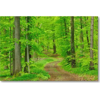 Obraz Obraz na plátně CESTA V LESE 70 x 50 cm