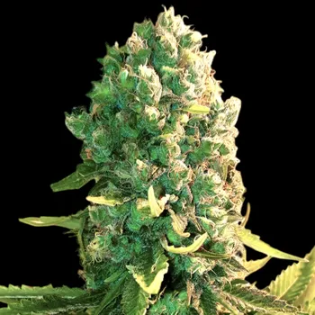 Semeno BSBs Cali Connection - Blueberry Dream 1 ks