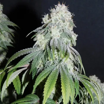 Semeno B-S-B Genetics - Critical + Auto 1 ks