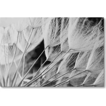 Obraz Obraz na plátně ČERNOBÍLÝ PAMPELIŠKA do OBÝVACÍHO POKOJE LOŽNICE 70 x 50 cm