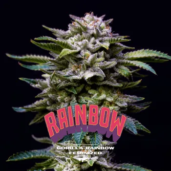 Semeno BSF Seeds - Gorilla Rainbow 12 ks