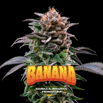 Semeno BSF Seeds - Gorilla Banana 2 ks