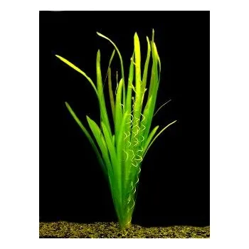 Akvarijní rostlina Vallisneria gigantea - Zákruticha velká (balení - koš)