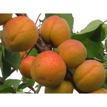 Sazenice Meruňka 'Darina' Balení: prostokořenný stromek, Podnož: myrobalán