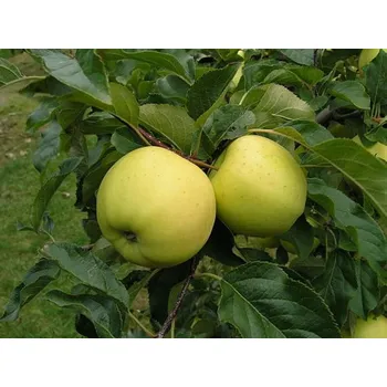 Sazenice Jabloň 'Luna' Balení: prostokořenný stromek